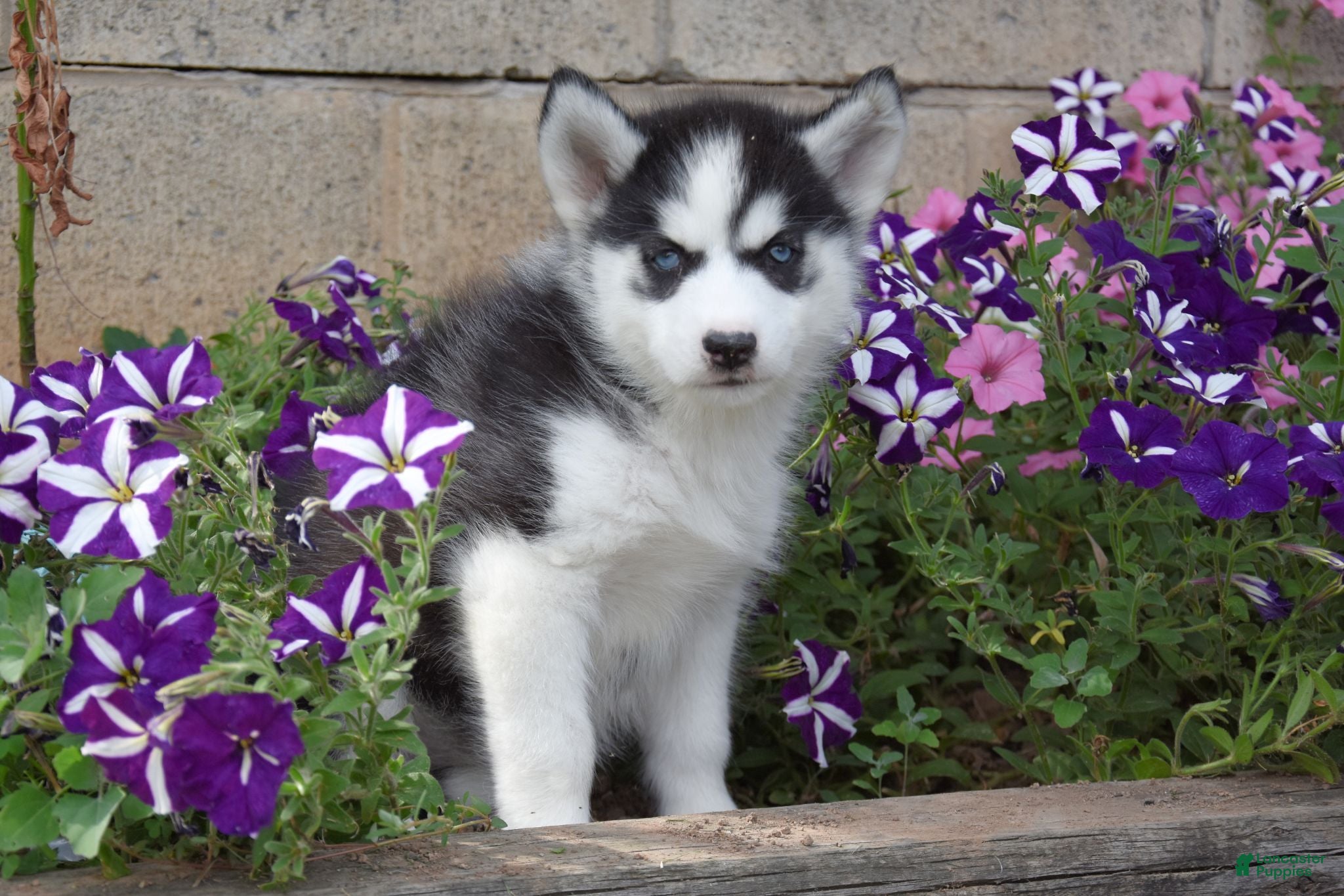 Siberian Husky dogs Ellie - Ad 2
