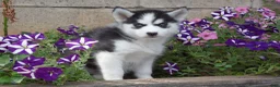 Siberian Husky dogs for sale: Ellie - Ad 2