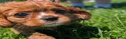 Cavalier King Charles Spaniel dogs for sale: Ruby - Ad 7