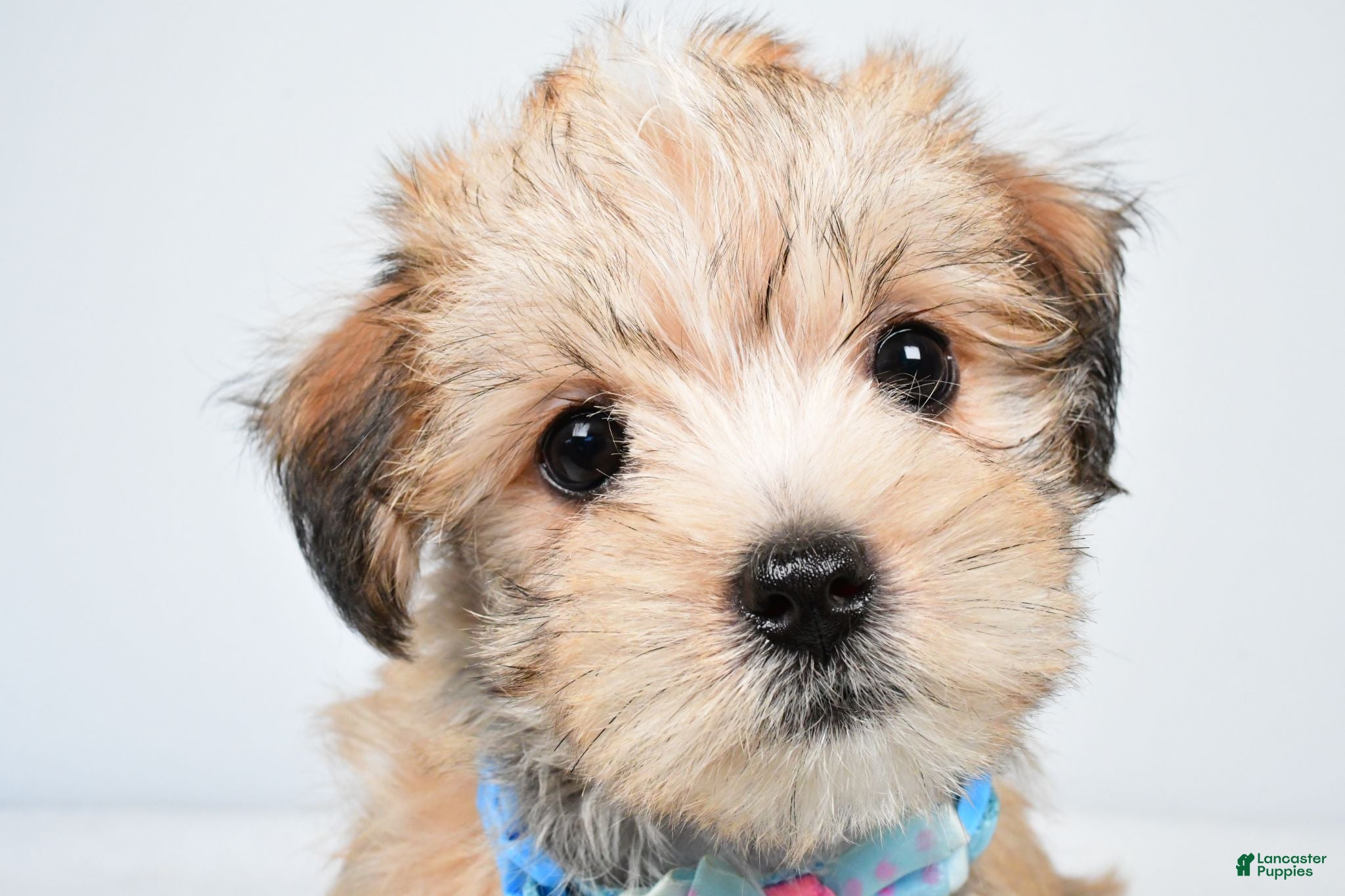Morkie dogs Wanda - Ad 2