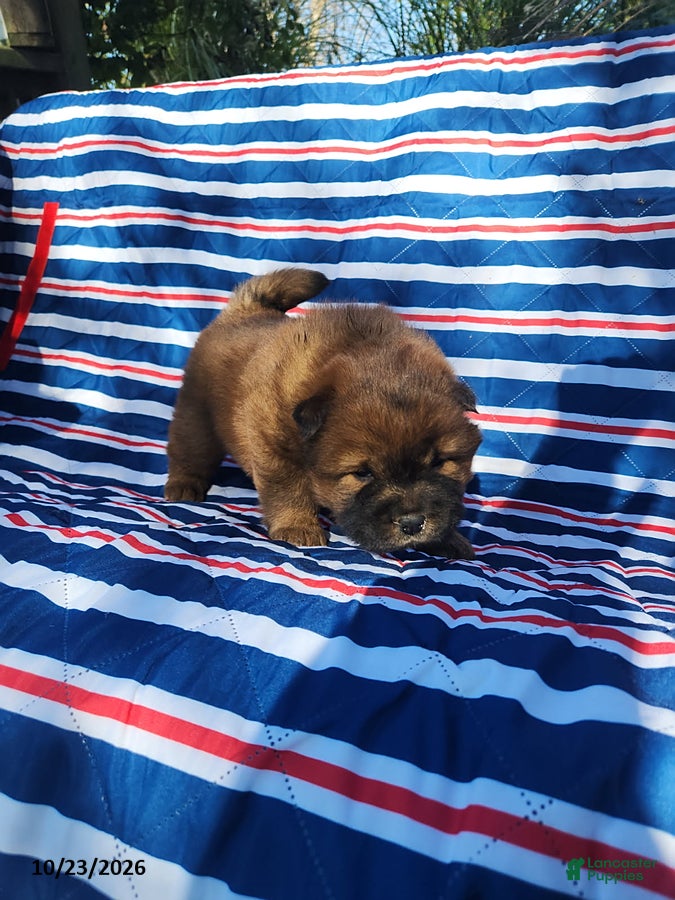 Chow Chow dogs for sale: Daisy - Ad 2