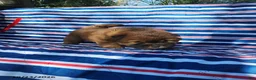 Chow Chow dogs for sale: Daisy - Ad 2