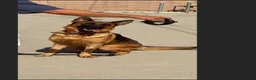 German Shepherd dogs for sale: Trevor - Ad 3