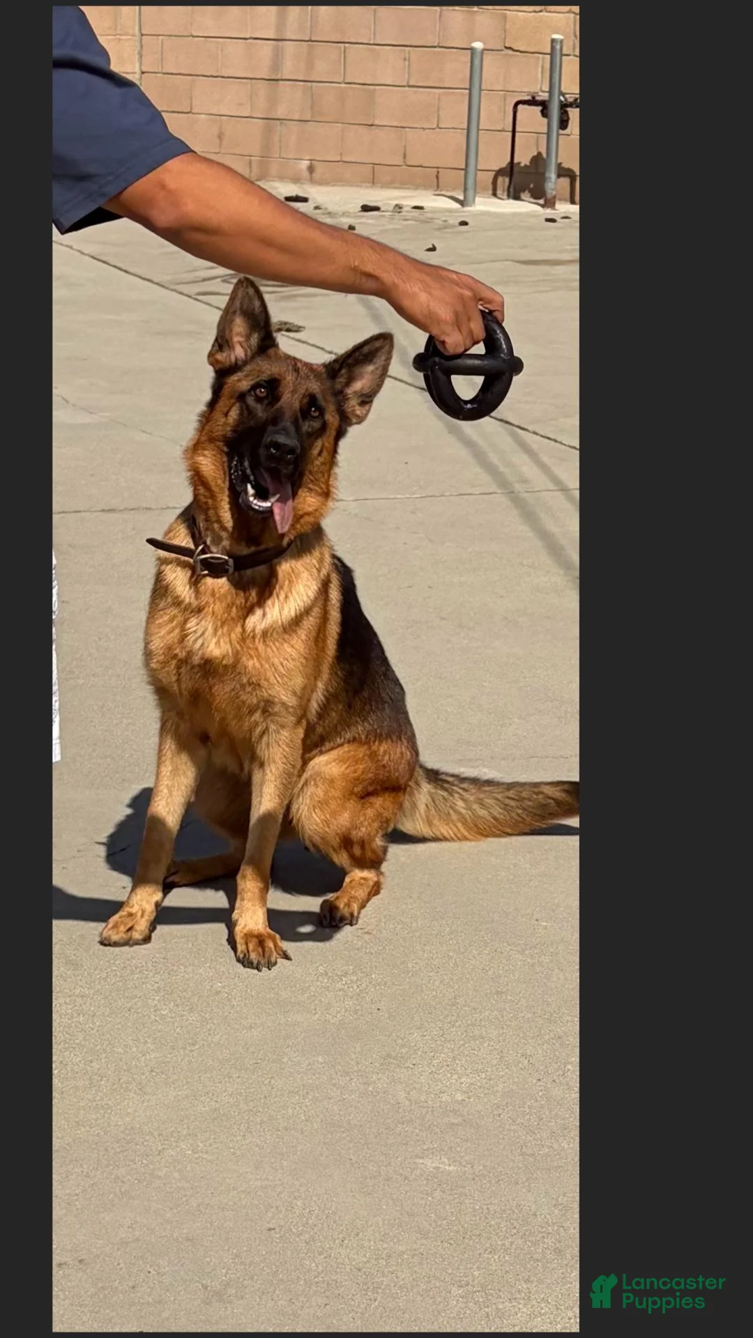 German Shepherd dogs for sale: Trevor - Ad 3