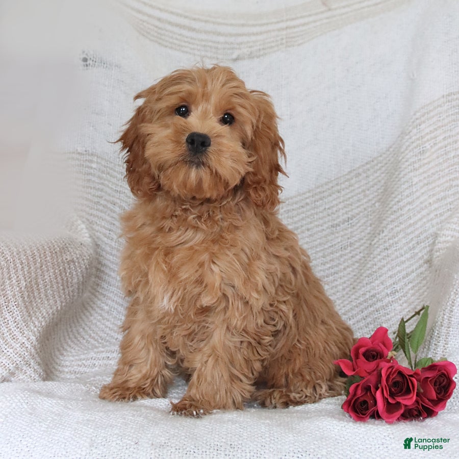 Cockapoo dogs Joy - Ad 2