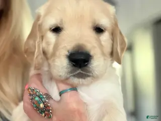 Golden Retriever dogs for sale: Little Boy Yellow - Ad 4