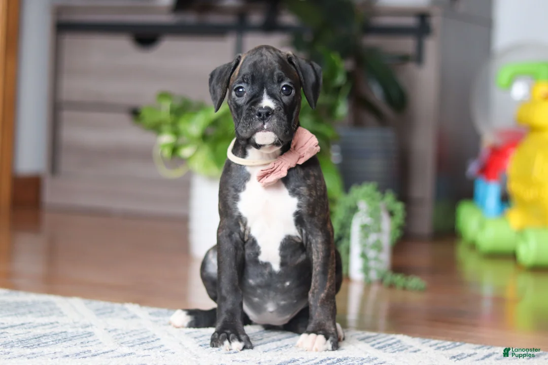 Boxer dogs for sale: Daisy - Ad 1