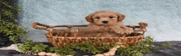 Havapoo dogs for sale: Sparkle - Ad 2