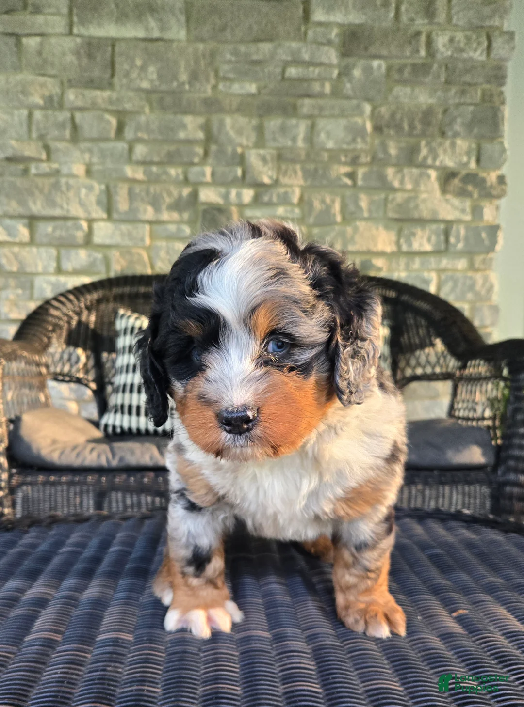 Mini Bernedoodle dogs for sale: Mini Bernedoodle Puppy 1 - Ad 2