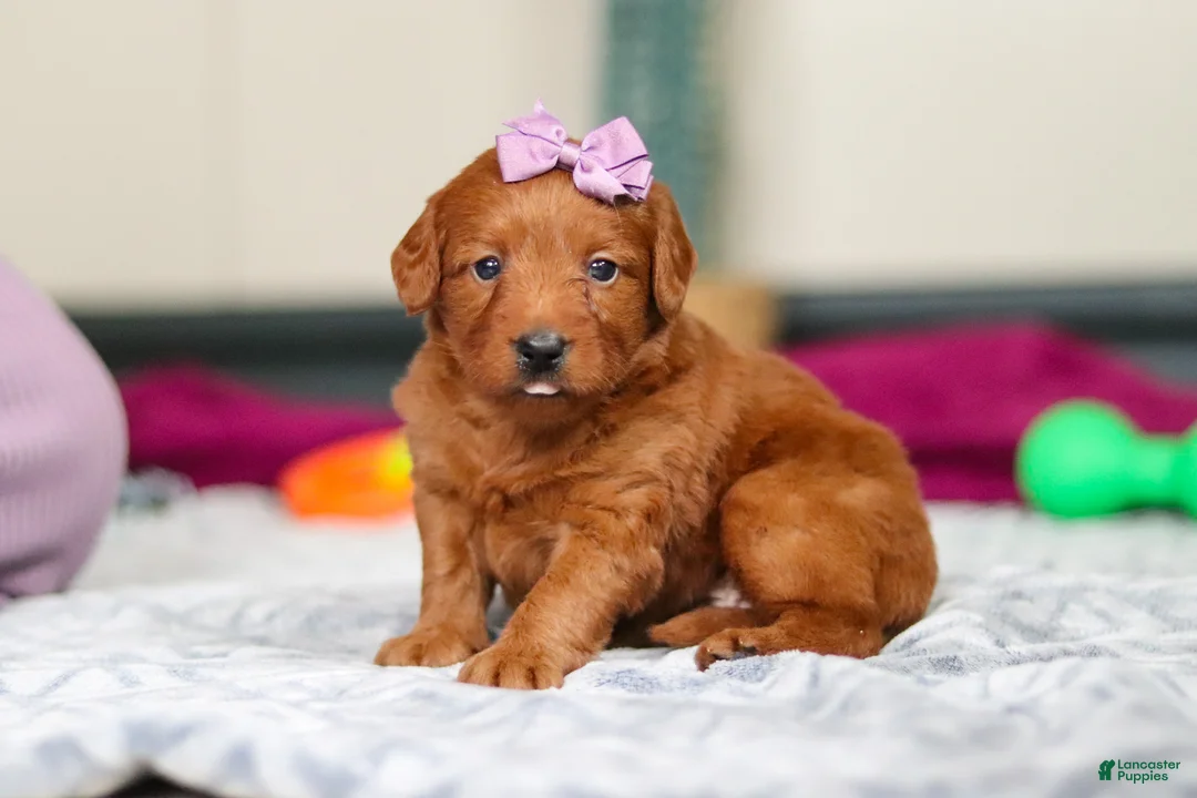 Labradoodle dogs for sale: Sandy - Ad 2