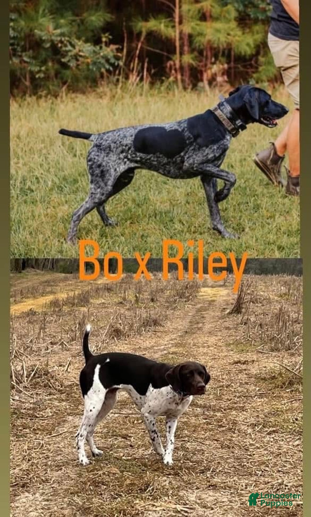 German Shorthaired Pointer dogs for sale: German Shorthaired Pointer Puppy 4 - Ad 2