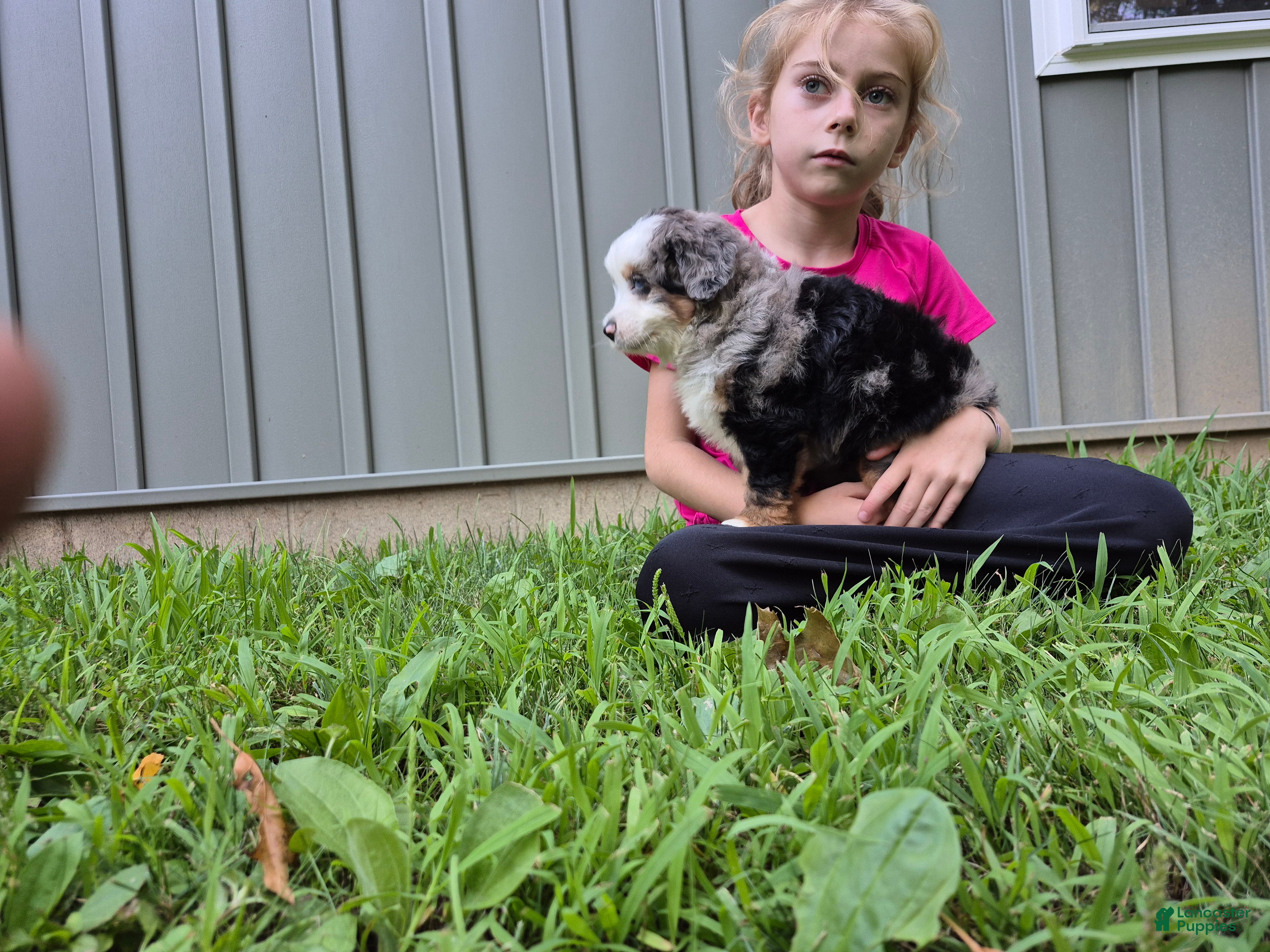 Bernedoodle dogs Nova - Ad 1