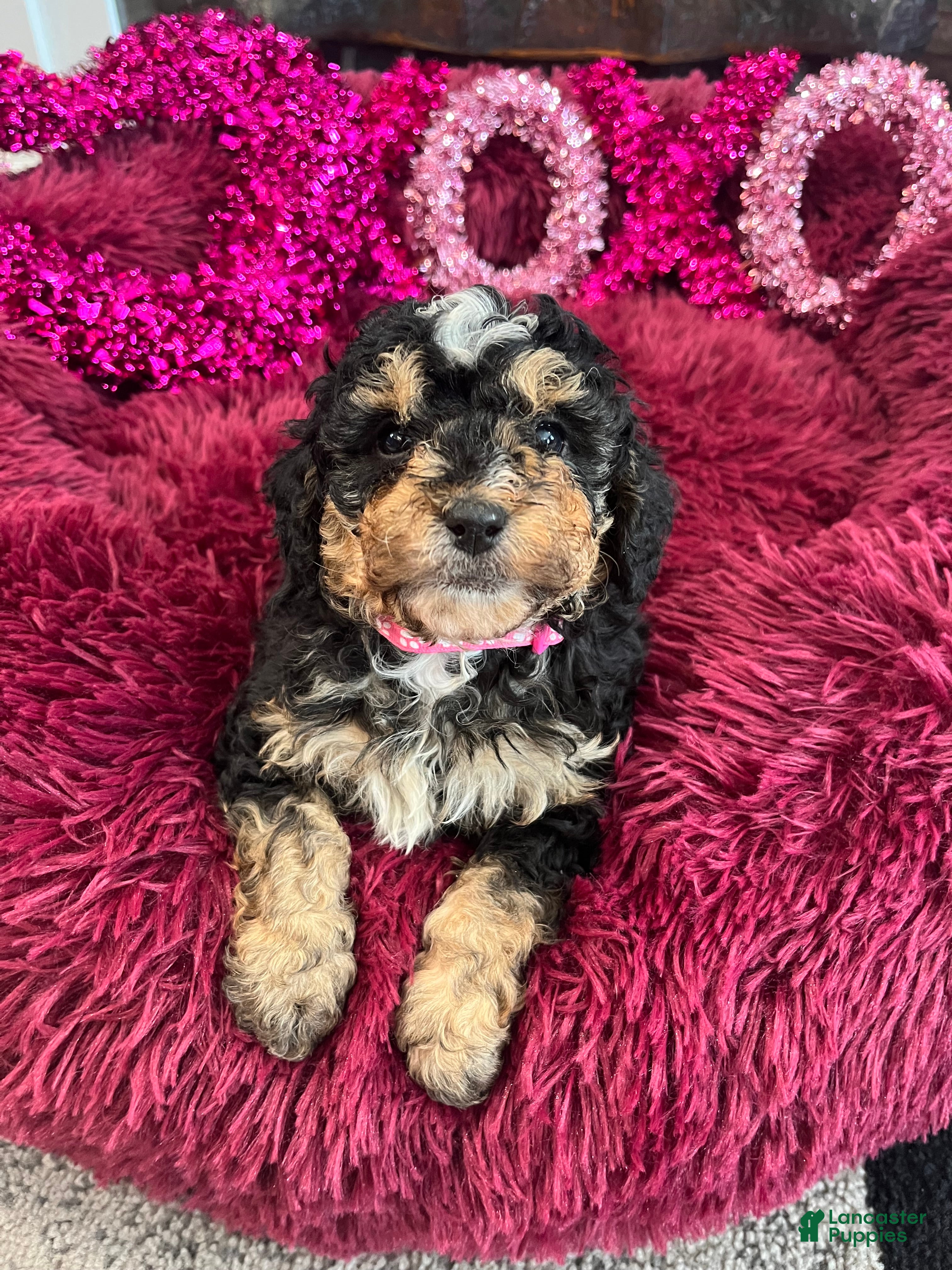 Mini Bernedoodle dogs Tequila  - Ad 2