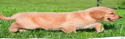 Golden Retriever dogs for sale: Charlie - Ad 7
