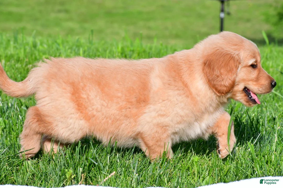 Golden Retriever dogs for sale: Charlie - Ad 7
