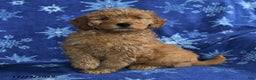 Mini Goldendoodle dogs for sale: Eddie - Ad 4