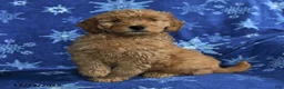 Mini Goldendoodle dogs for sale: Eddie - Ad 4