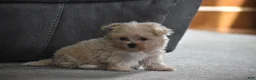 Maltipoo dogs for sale: Leo - Ad 11