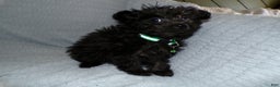 Pomapoo dogs for sale: Pomapoo Puppy 3 Sreena - Ad 2
