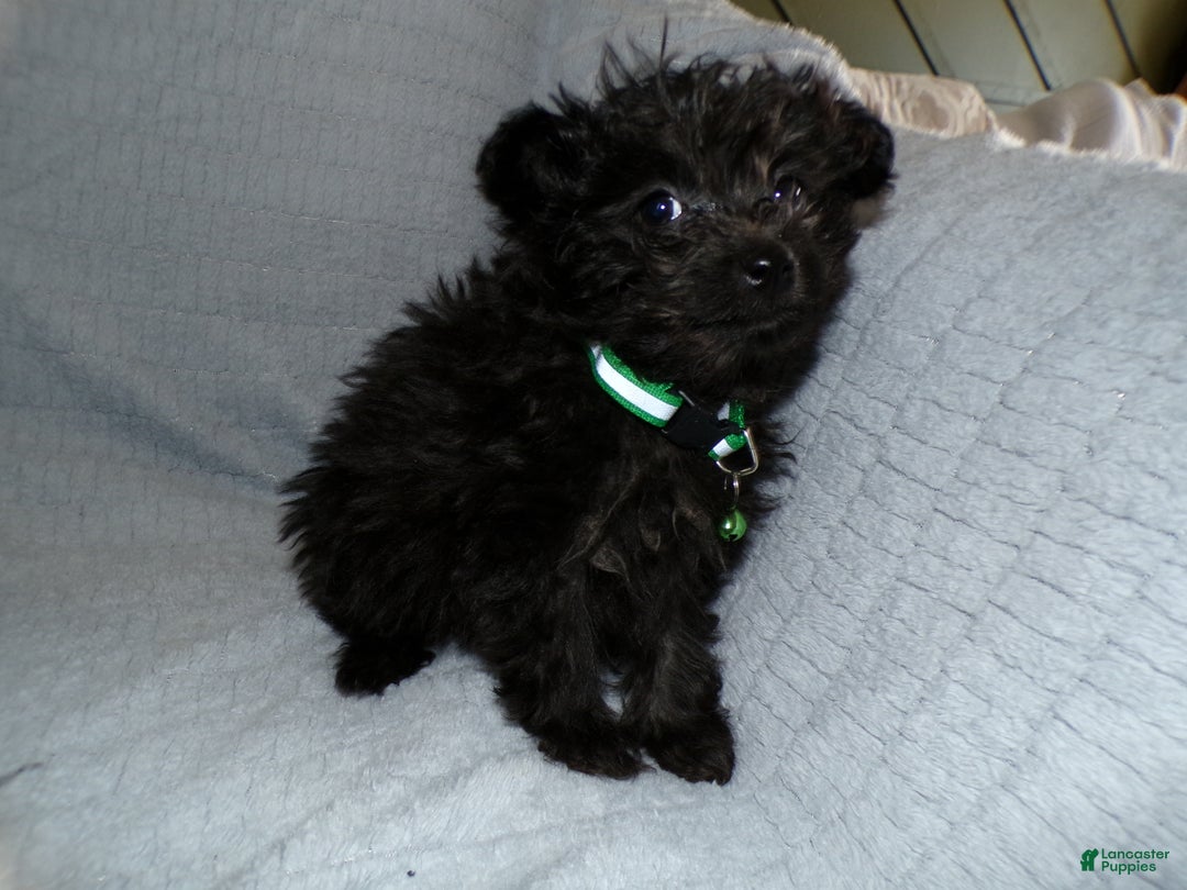 Pomapoo dogs for sale: Pomapoo Puppy 3 Sreena - Ad 2