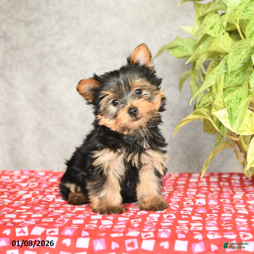 Yorkshire Terrier dogs for sale: Charlie - Ad 4