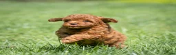 Miniature Poodle dogs for sale: Kayla Miniature Poodle  - Ad 9