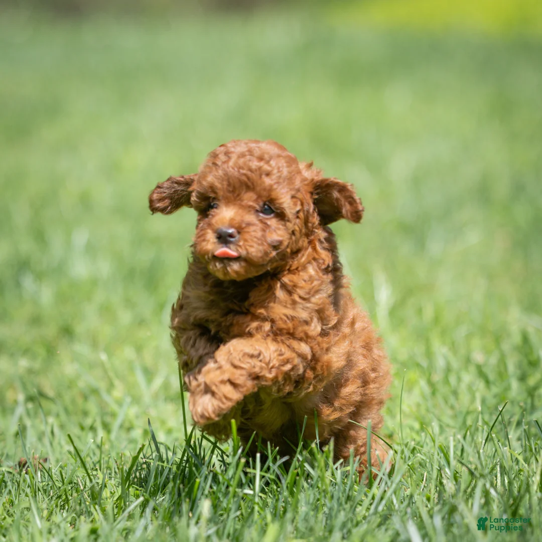 Miniature Poodle dogs for sale: Kayla Miniature Poodle  - Ad 9