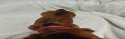 Miniature Dachshund dogs for sale: Girl 1 - Ad 3