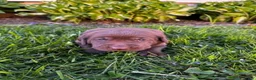 Labrador Retriever dogs for sale: Pierre - Ad 8