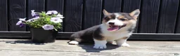 Welsh Corgi Pembroke dogs for sale: Indie - Ad 3