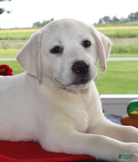 Labrador Retriever dogs Kimber - Champ lines - Ad 2