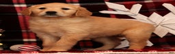 Golden Retriever dogs for sale: Noel - Ad 2