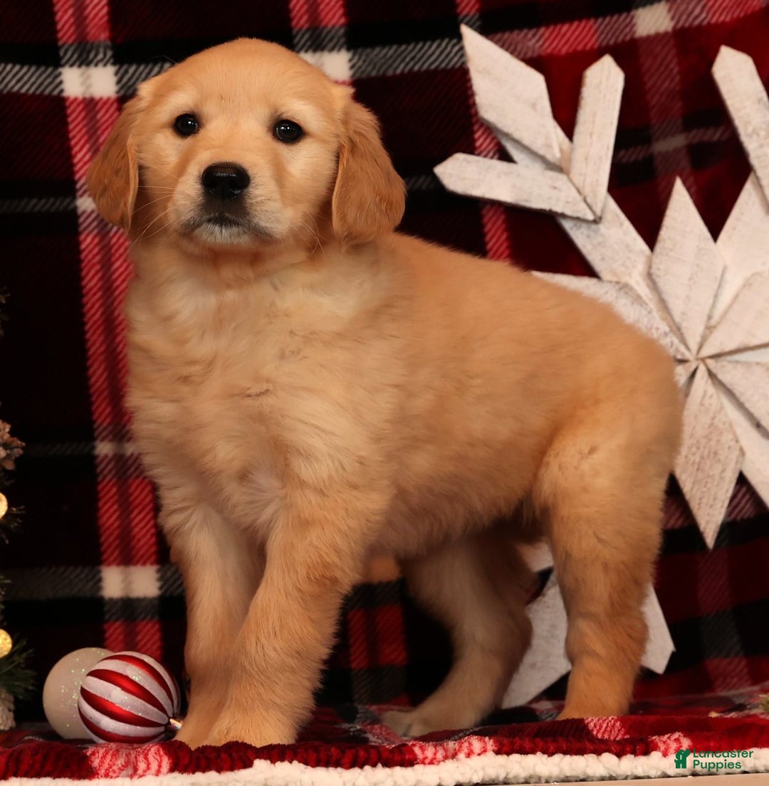 Golden Retriever dogs for sale: Noel - Ad 2