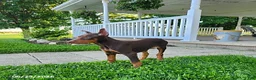 Doberman Pinscher dogs for sale: Gus - Ad 3