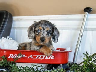 Miniature Dachshund dogs Max - Ad 22