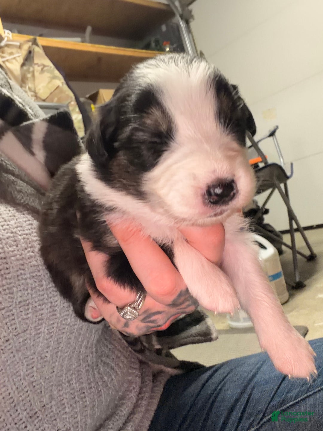 Australian Shepherd dogs for sale: Australian Shepherd Puppy - Gabby - Ad 2