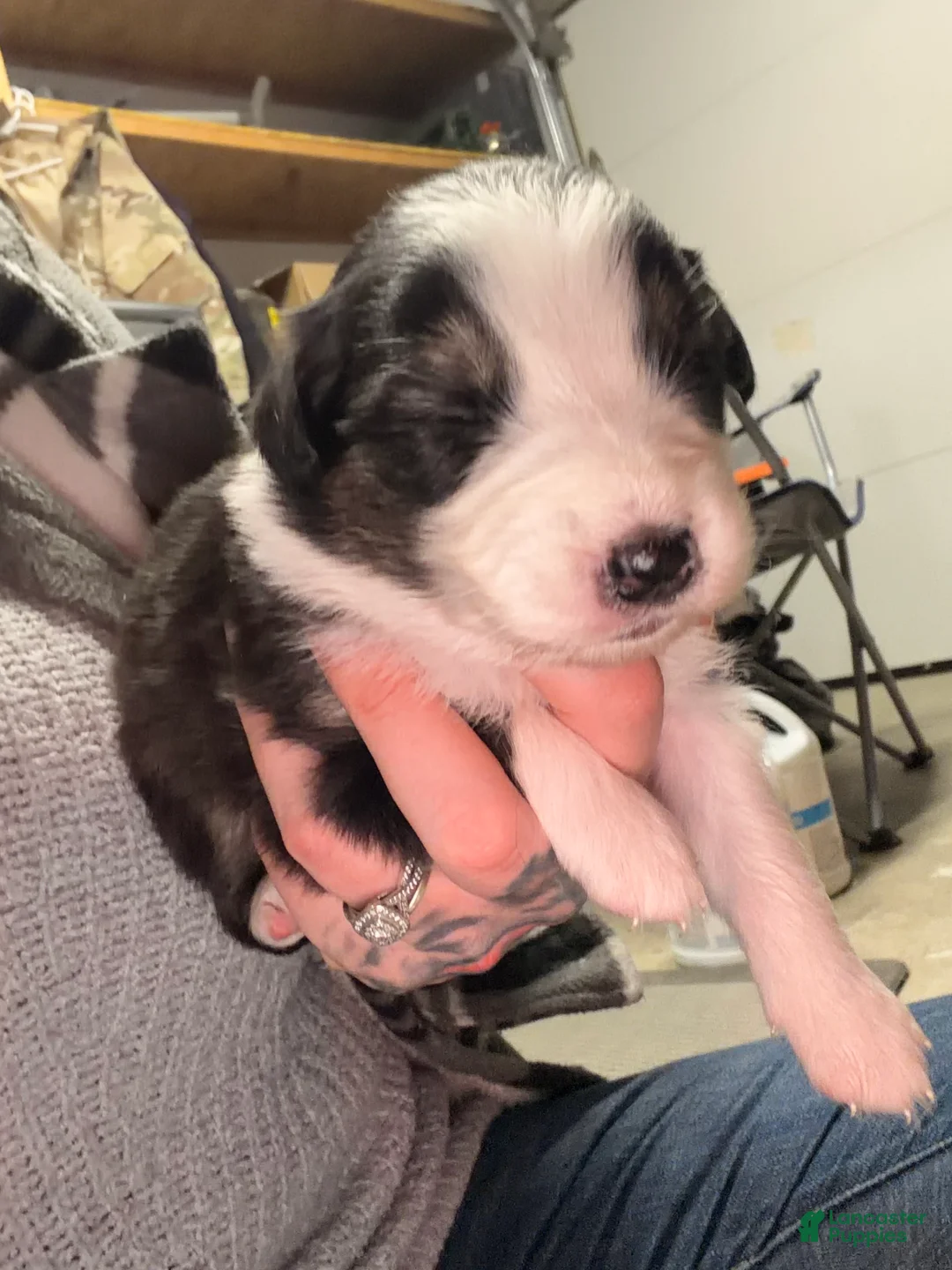 Australian Shepherd dogs for sale: Australian Shepherd Puppy - Gabby - Ad 2