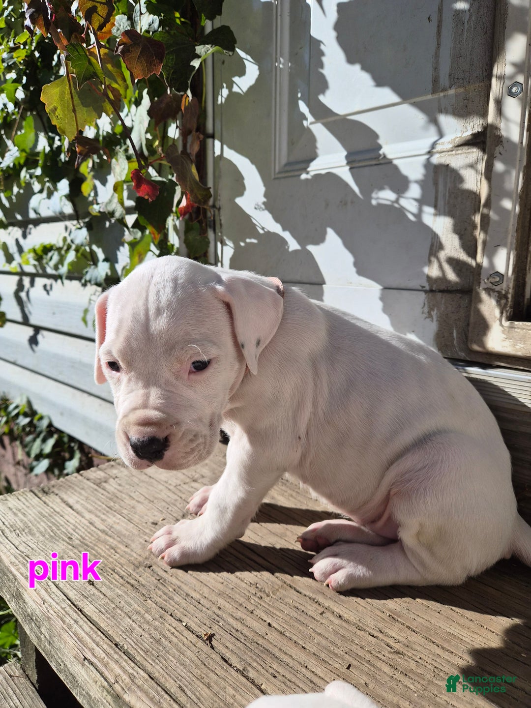 Dogo Argentino dogs for sale: Dogo Argentino Puppy 6 - Ad 3