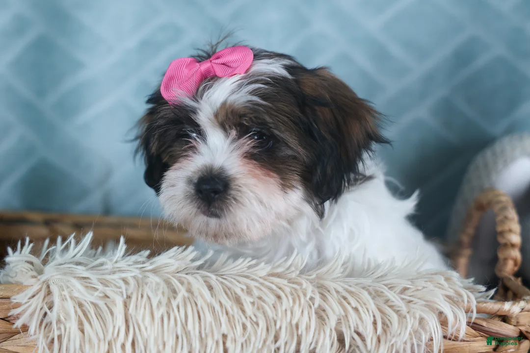 Teddy Bear dogs for sale: GABBY - Ad 9