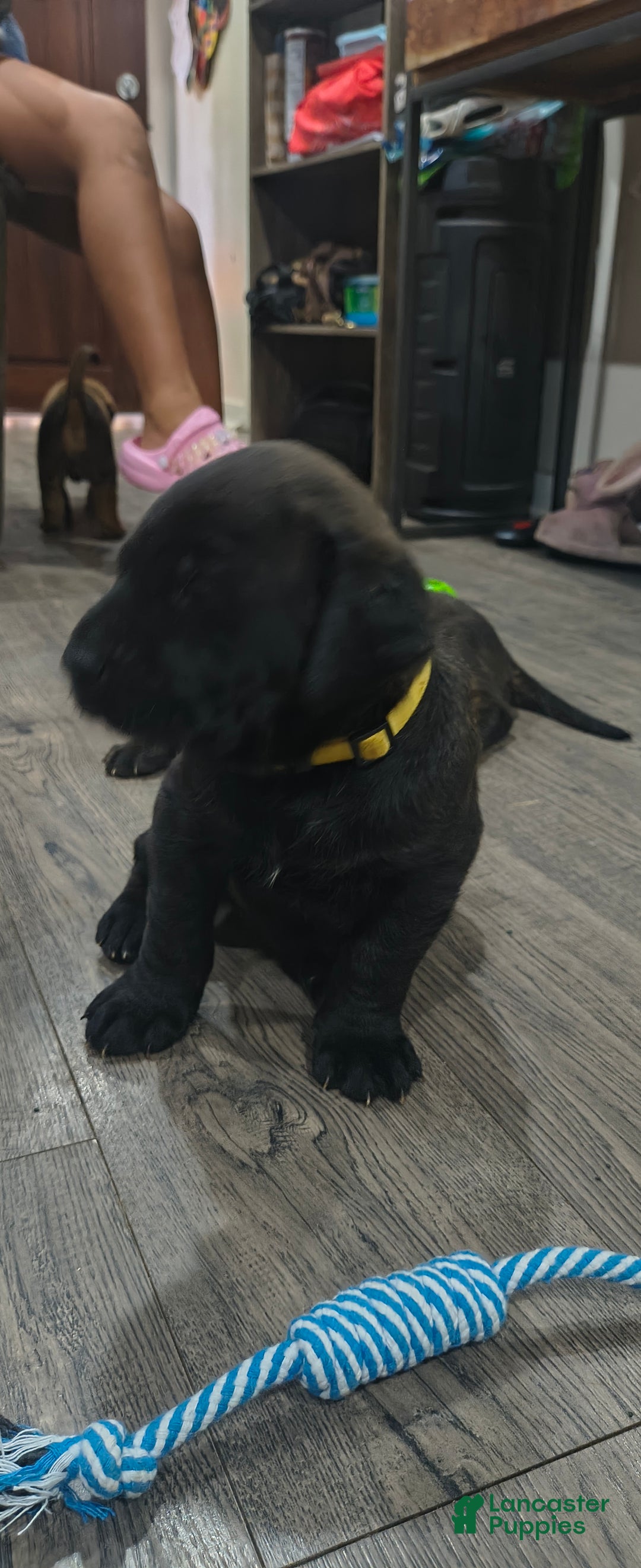 Mixed Breed dogs for sale: Mixed Breed Puppy 3 - Ad 1