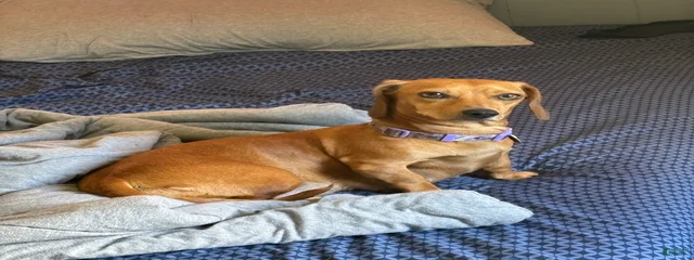 Reba