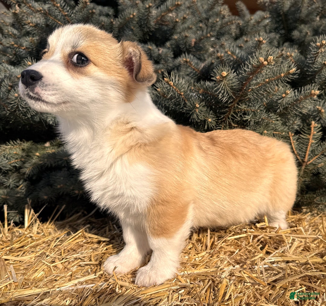 Welsh Corgi Pembroke dogs for sale: Bonnie Sue - Ad 12
