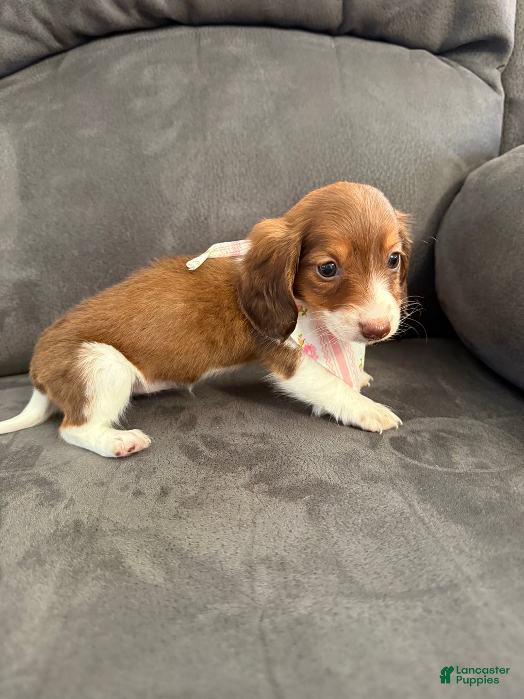 Miniature Dachshund dogs for sale: Lady - Ad 11