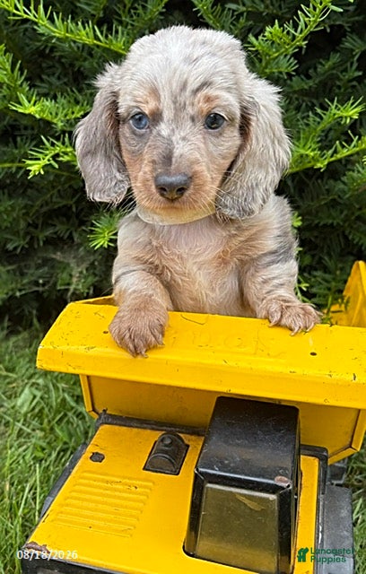 Dachshund dogs Jax - Ad 2