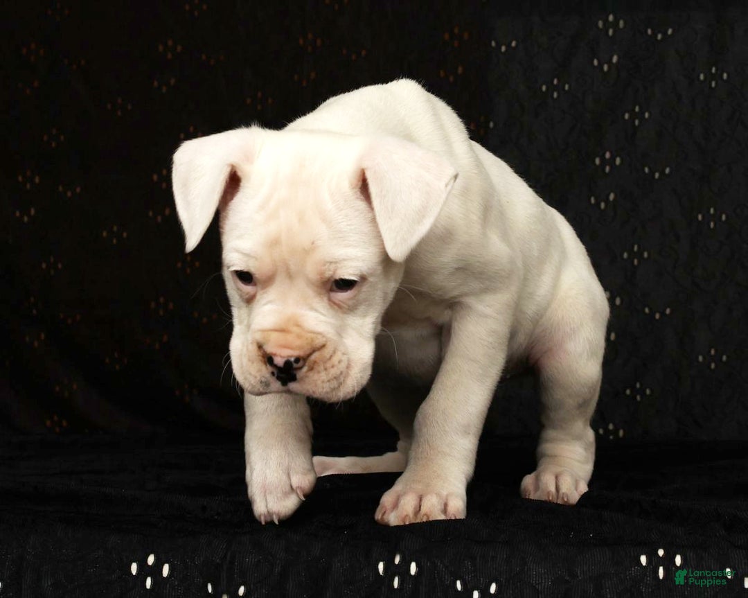 Boxer dogs for sale: Alex - Ad 9