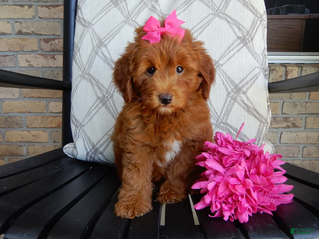 Mini Goldendoodle dogs for sale: Lulu - Ad 1