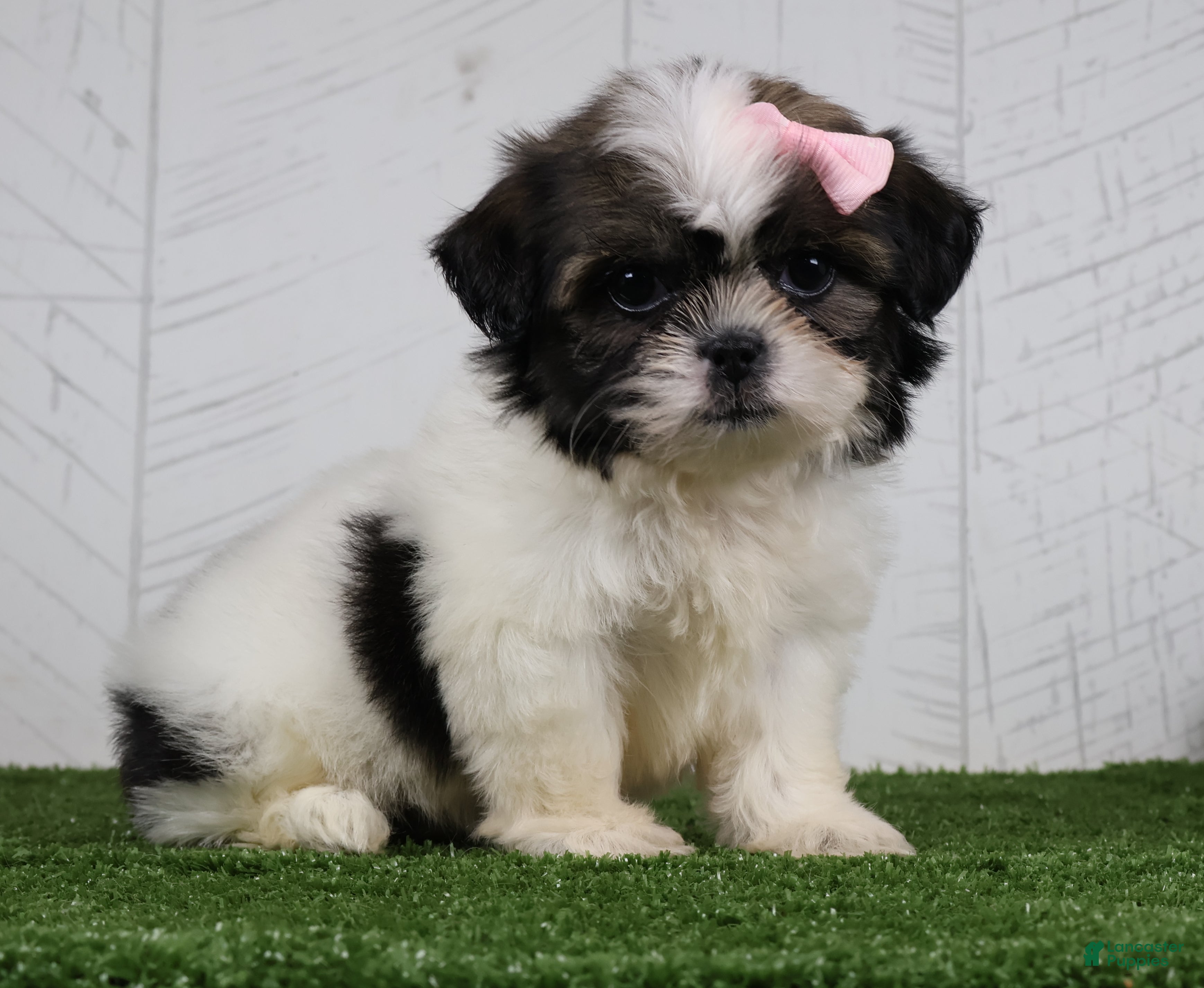 Shih Tzu dogs Dolly - Ad 1
