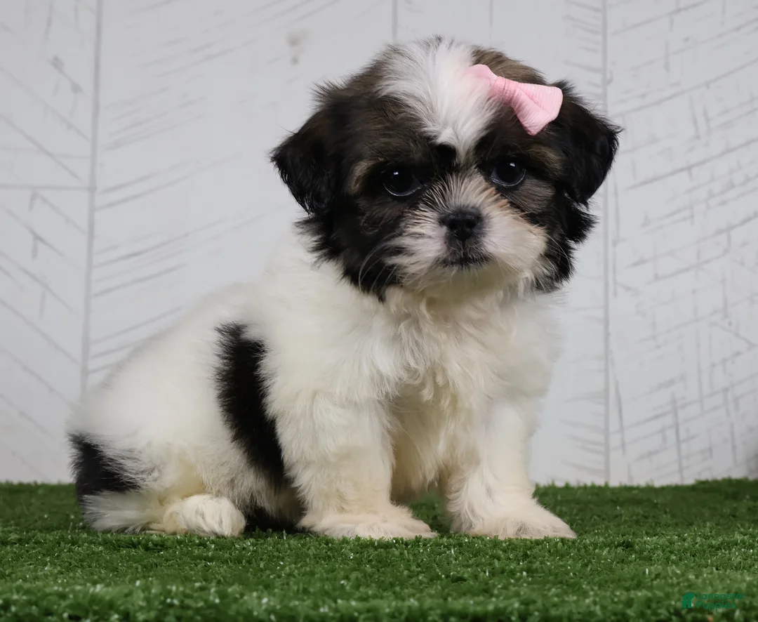 Shih Tzu dogs for sale: Dolly - Ad 1