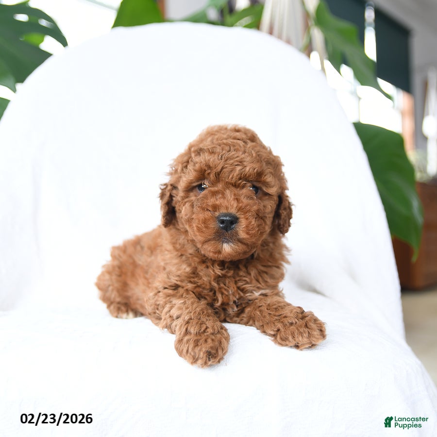 Mini Goldendoodle dogs Twister - Ad 1