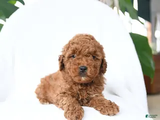 Mini Goldendoodle dogs for sale: Twister - Ad 4